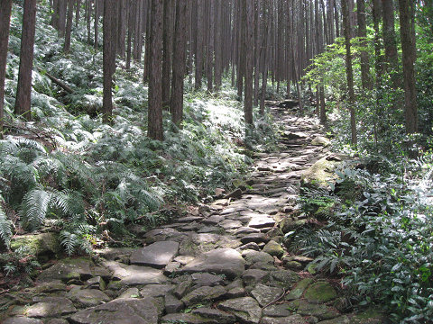 熊野古道伊勢路・馬越峠の石畳と尾鷲ヒノキ森林