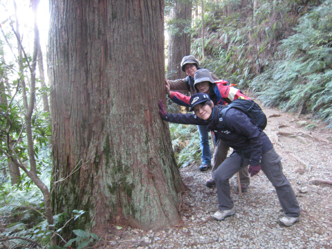 熊野古道伊勢路・馬越峠にて杉の巨木と写真を撮るツアー参加女性たち