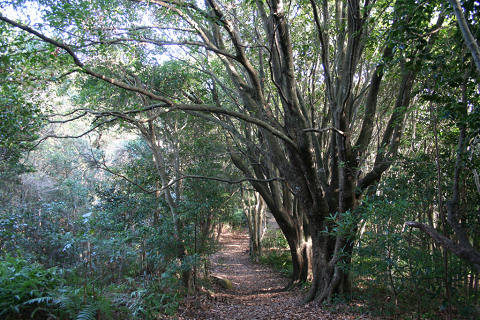 尾鷲市の三木埼遊歩道の照葉樹林と巨木