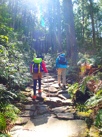 熊野古道伊勢路・馬越峠の石畳を登るガイドとツアー参加女性