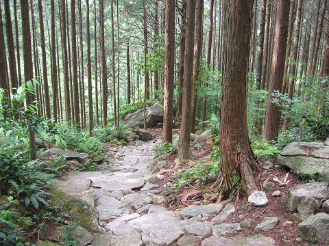 熊野古道伊勢路・馬越峠の石畳と尾鷲ひのき森林