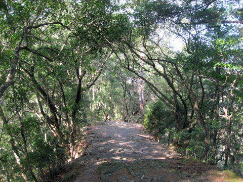 熊野古道中辺路・小雲取越の照葉樹林の道