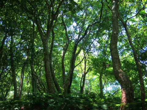 ジャングルのような楯ヶ崎の照葉樹林