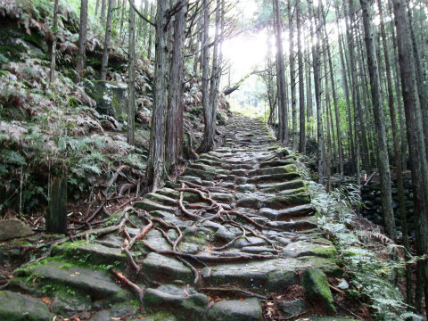 熊野古道伊勢路・松本峠の石畳と森林