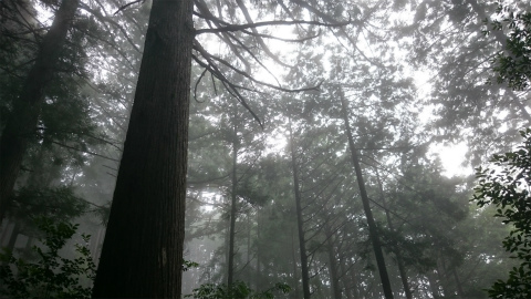 霧の馬越峠の尾鷲ひのき森林