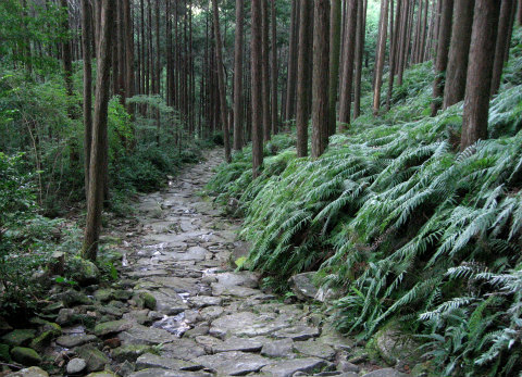 熊野古道伊勢路・馬越峠の石畳と尾鷲ヒノキ森林とシダ群生