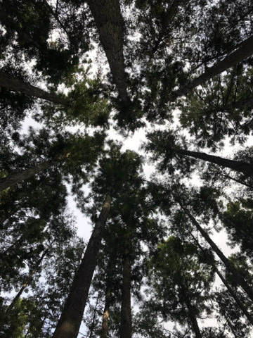 熊野古道中辺路の森林