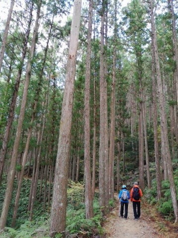 熊野古道中辺路・伏拝の古道を歩くツアー参加者
