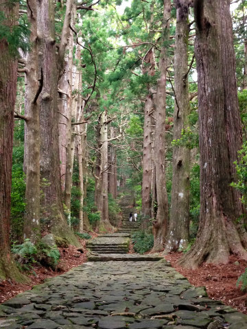 熊野古道大門坂の石畳と杉並木
