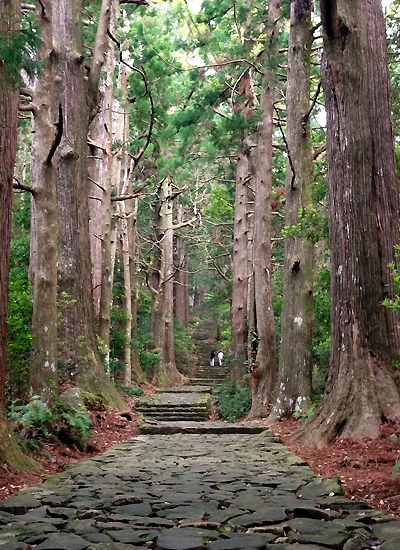 杉の巨木と熊野古道大門坂の石畳道