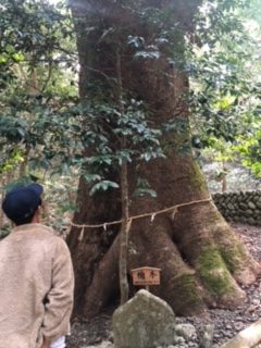 紀北町の豊浦神社のクスノキ巨木を見るエコツアー参加者