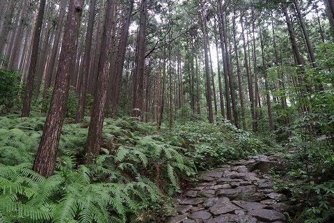 熊野古道伊勢路・馬越峠道の尾鷲ひのき林と石畳