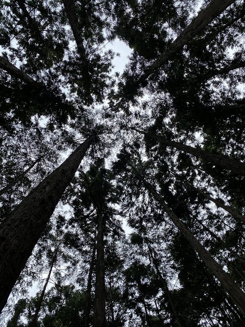 熊野古道中辺路の森