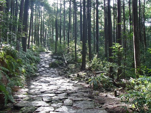 熊野古道馬越峠の石畳と森林に木漏れ日が射す
