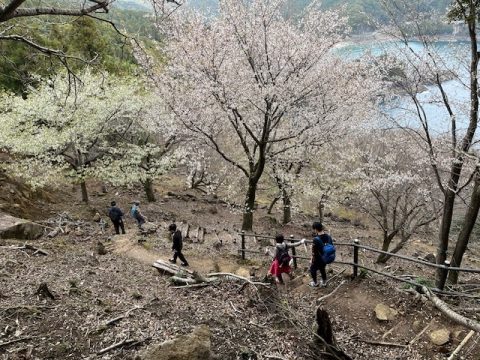鬼ヶ城桜の道にてT様ご家族